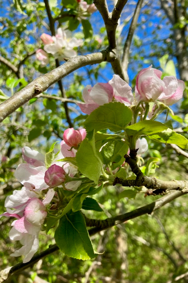 November 2019: Apple Brandy