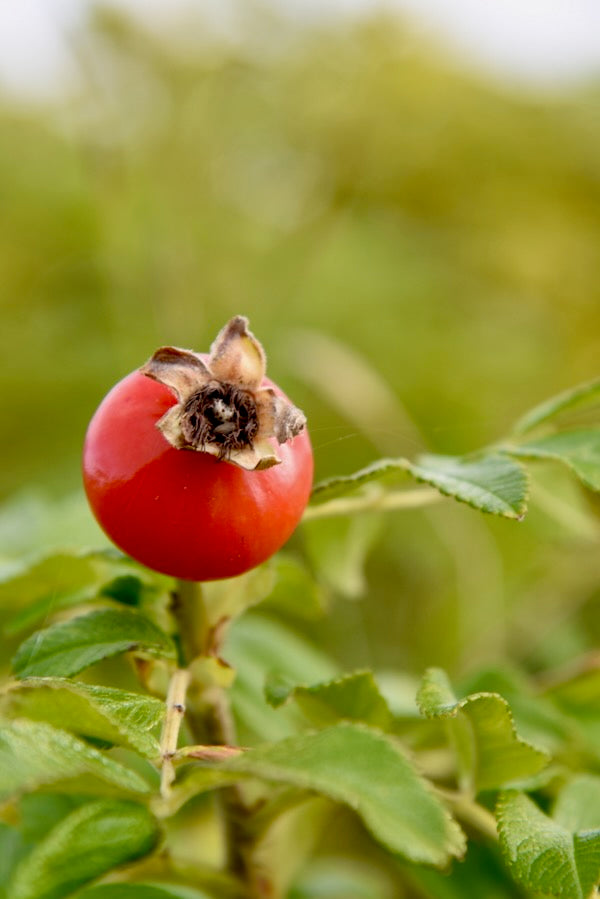 Februar 2020: Hyben-æble likør