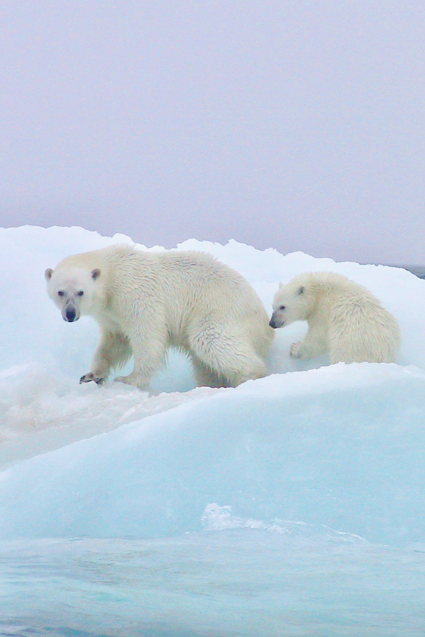 Isbjørn med unge - Nordisk Brænderi
